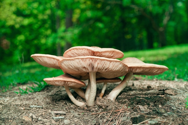 Primer plano de hongos que crecen en la rama de un árbol