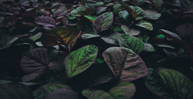 Primer plano horizontal de plantas verdes y púrpuras que crecen en un invernadero.