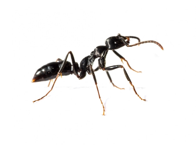 Primer plano de hormiga negra