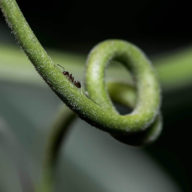 Foto gratuita primer plano de una hormiga sentada sobre un tallo de planta verde