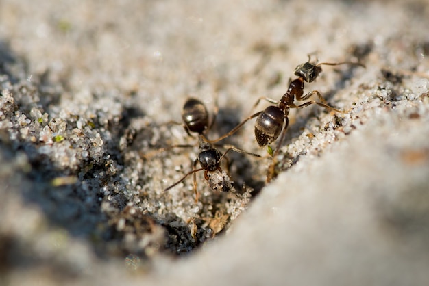 Primer plano de hormigas caminando sobre el suelo