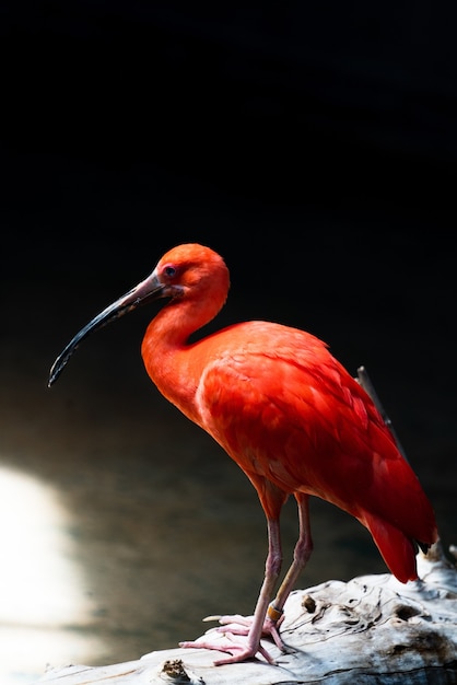 Primer plano de un ibis rojo