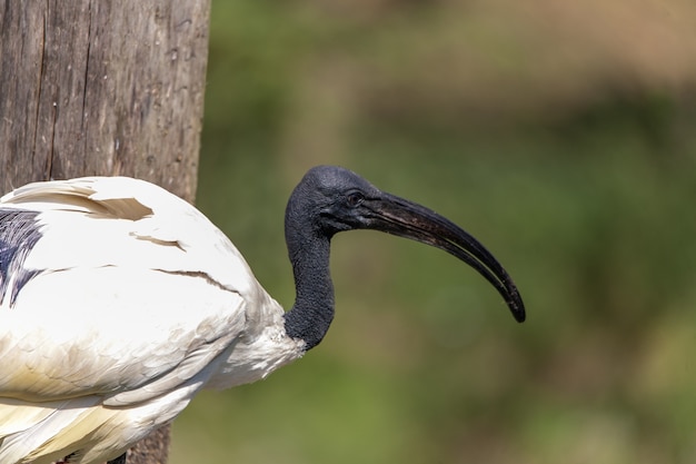 Primer plano de un ibis en un zoológico holandés