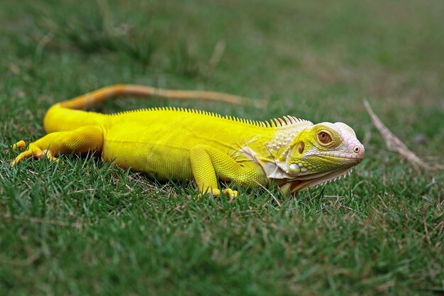 Primer plano de iguana albina amarilla primer plano Albinoi iguana primer plano animal primer plano