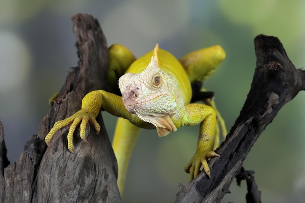 Primer plano de una iguana albina en madera