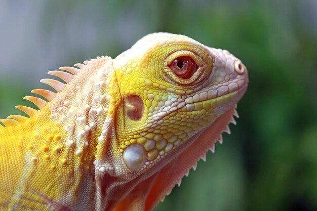 Primer plano de una iguana albina sobre madera iguana albino closeup iguana albino