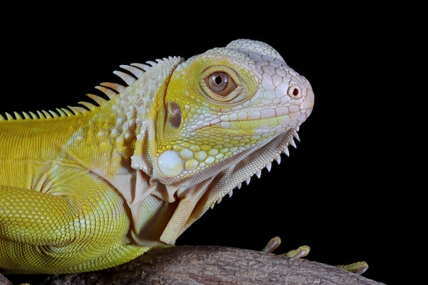 Foto gratuita primer plano de una iguana albina sobre madera