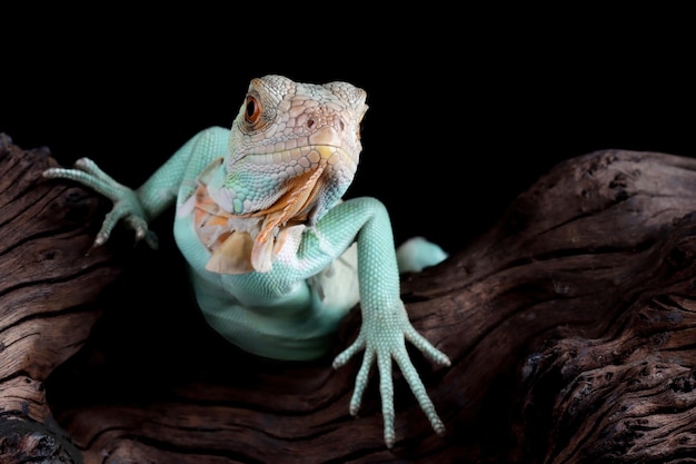 Primer plano de una iguana azul en una rama Primer plano de una iguana azul