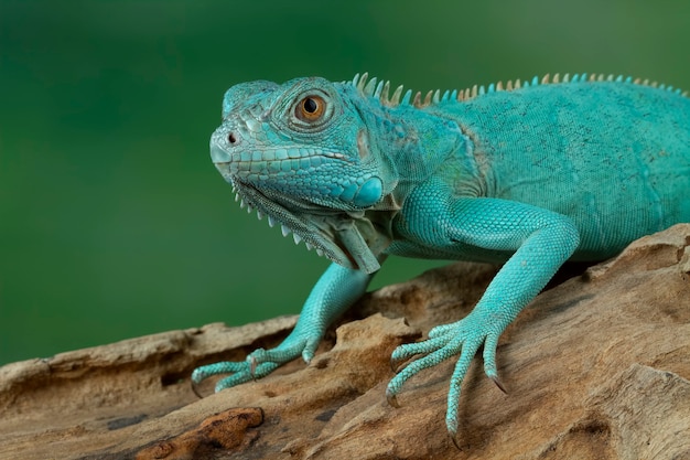 Primer plano de la iguana azul en la rama