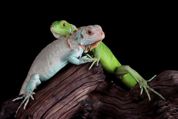 Primer plano de Iguana azul y verde bebé en madera Iguana azul Gran Caimán Iguana azul Cyclura Lewisi