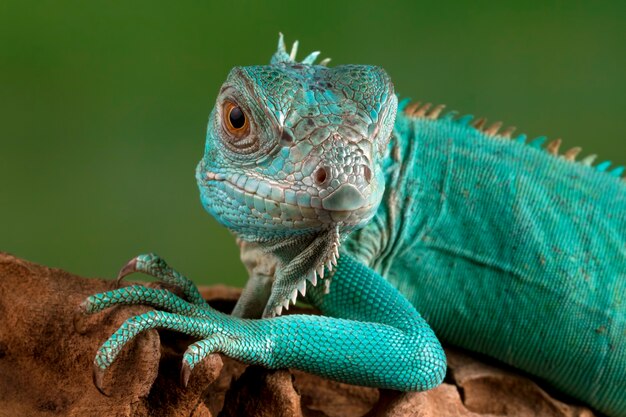 Primer plano de la iguana azul