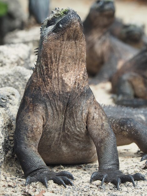 Primer plano de una iguana marina sobre rocas