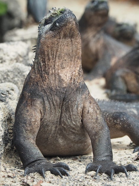 Primer plano de una iguana marina sobre rocas