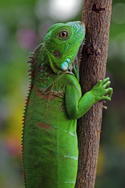 Primer plano de Iguana verde en primer plano de animal de rama