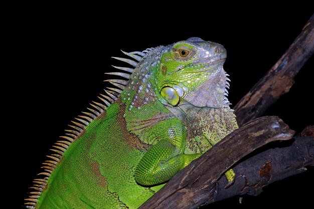 Primer plano de Iguana verde desde el primer plano animal de vista lateral