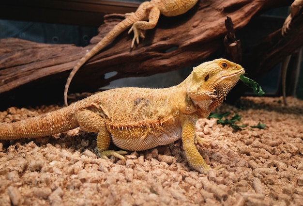 Primer plano de iguana en el zoológico