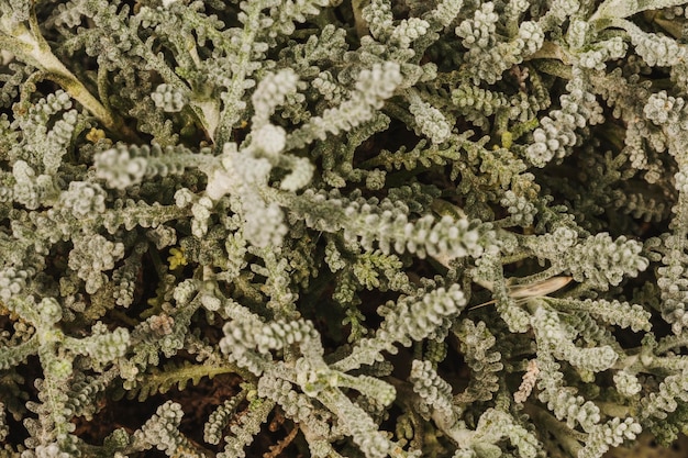 Primer plano de impresionantes hojas de plantas