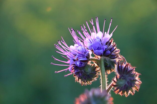 Primer plano de una increíble flor exótica