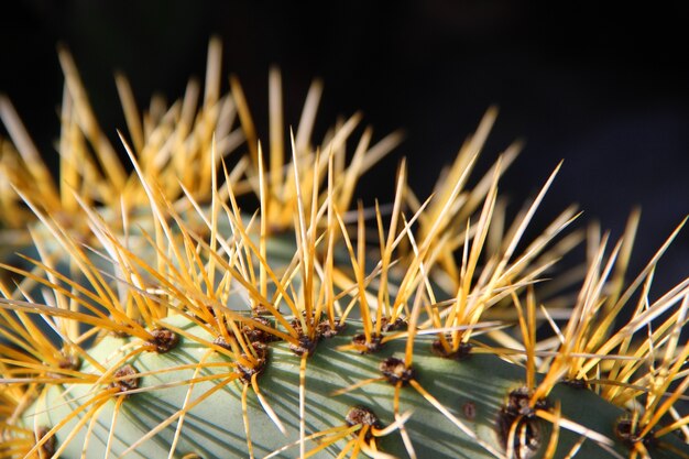 Primer plano de una increíble hoja de plantas exóticas con espinas afiladas