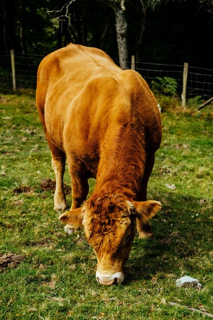 Primer plano de una increíble vaca marrón en las tierras de cultivo en el País Vasco, España