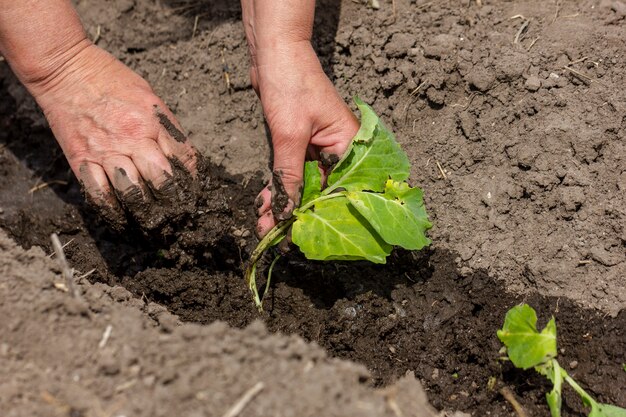 Primer plano individual cuidando las plantas