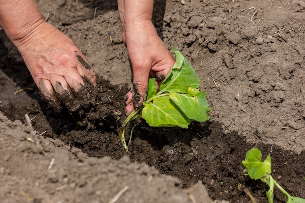 Primer plano individual cuidando las plantas