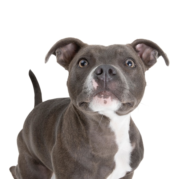 Primer plano de inglés Staffordshire bull terrier con blanco