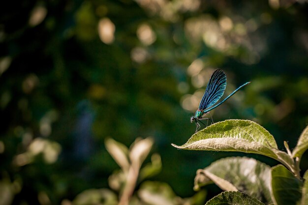 Primer plano de un insecto con alas de red azul sentado en una hoja