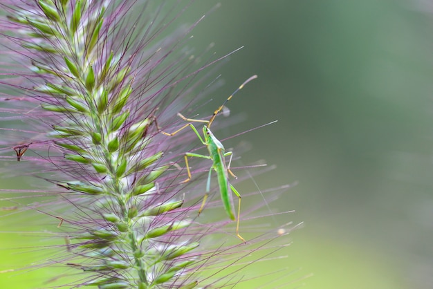 Primer plano de insecto descansando en una planta