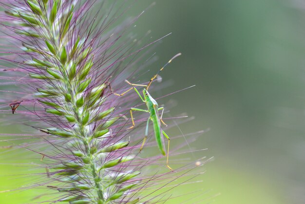 Primer plano de insecto descansando en una planta