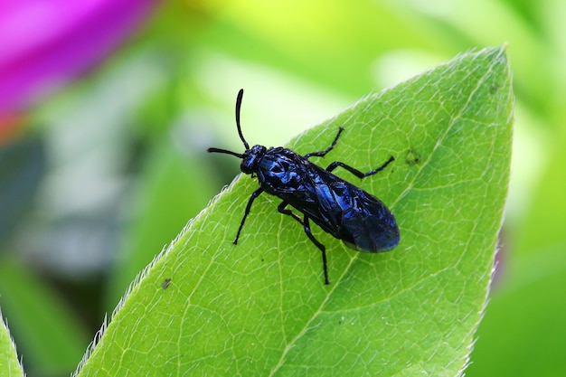 Primer plano de un insecto escarabajo Chrysomelidae negro sobre la hoja verde