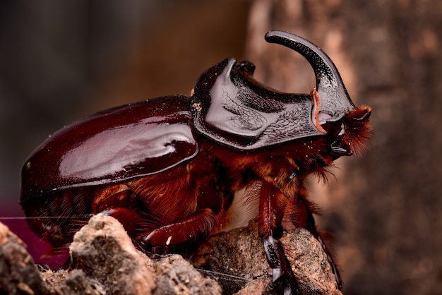 Foto gratuita primer plano del insecto escarabajos rinoceronte marrón