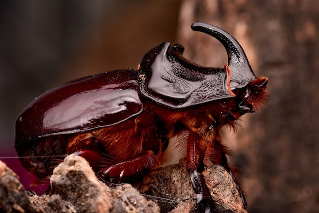 Primer plano del insecto escarabajos rinoceronte marrón