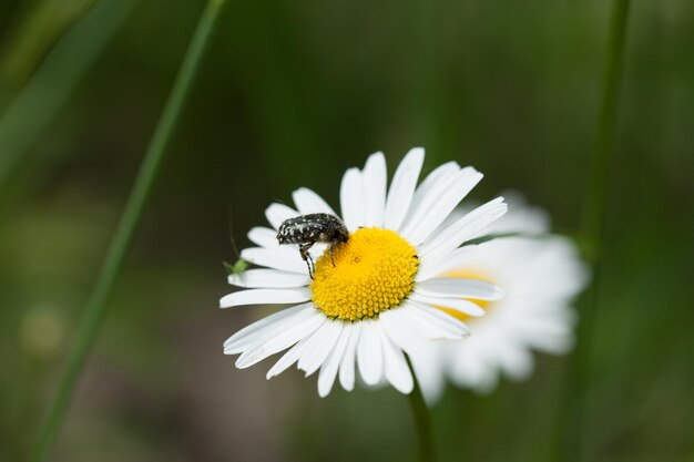 Primer plano de un insecto en una margarita bajo la luz del sol