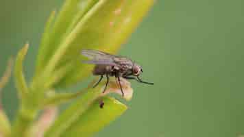 Foto gratuita primer plano de un insecto mosca descansando sobre la hoja con un espacio borroso