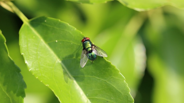 Primer plano de un insecto mosca descansando sobre la hoja