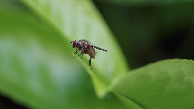 Primer plano de un insecto mosca descansando sobre la hoja
