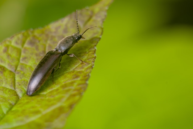 Primer plano de un insecto negro sobre la hoja verde