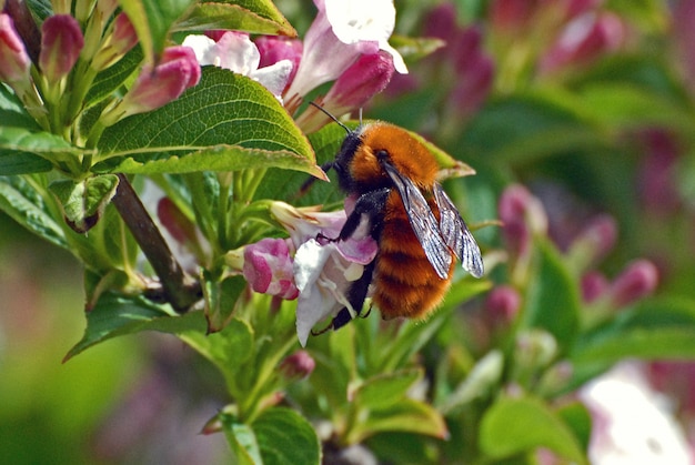 Foto gratuita primer plano de un insecto pájaro en una flor silvestre en el bosque