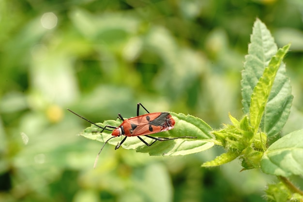 Primer plano de un insecto rojo y negro sentado sobre una hoja en un entorno borroso