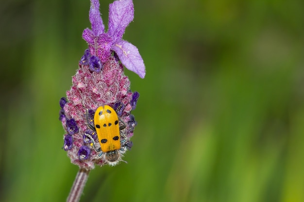 Primer plano de un insecto sentado sobre una flor en un jardín capturado durante el día