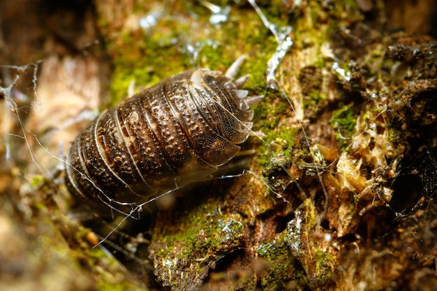 Primer plano de un insecto en el suelo del bosque