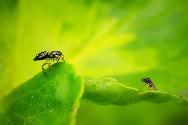 Primer plano de insectos en hojas verdes en un campo bajo la luz del sol