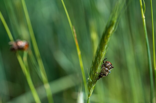 Primer plano de los insectos en el pasto de trigo en el bosque