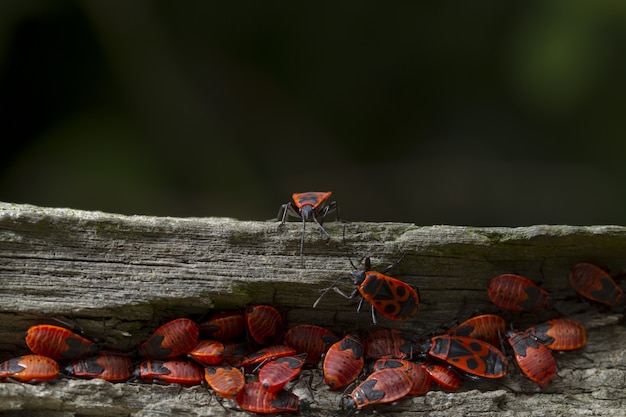 Primer plano de insectos rojos en un árbol