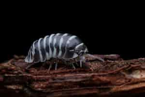 Foto gratuita primer plano de isópodo cebra armadillidium maculatum primer plano de isópodo cebra