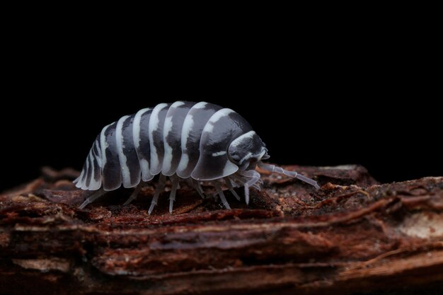 Primer plano de isópodo cebra Armadillidium maculatum Primer plano de isópodo cebra