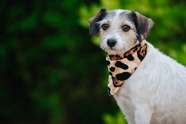 Foto gratuita primer plano de jack russell terrier con un collar de guepardo contra una superficie verde bokeh