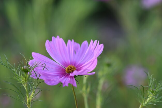 Primer plano de un jardín Cosmos rodeado de vegetación en un campo bajo la luz del sol