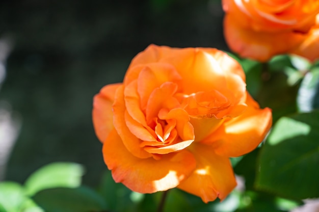 Primer plano de un jardín de rosas de color naranja rodeado de vegetación bajo la luz del sol con un fondo borroso